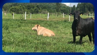 Imóvel 2617301 [''] - [', SN - Centro'] [''] - ['Araripina']/['PE'] - 1