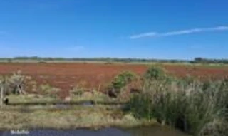 Imóvel 2451501 [''] - ['Ilha da Torotama'] [''] - ['Rio Grande']/['RS'] - 1