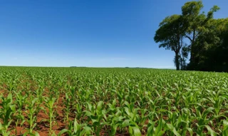 Imóvel 2585901 [''] - ['Rincão Bela Vista, Interior de Giruá/RS/'] [''] - ['Giruá']/['RS'] - 1