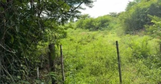 Imóvel 2742102 [''] - ['Fazenda Boa Vista, Lote 28, Fazenda Boa Vista - Muricilândia/TO'] [''] - ['Muricilândia']/['TO'] - 1