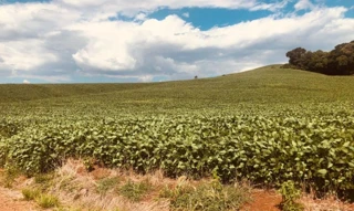 Imóvel 2635003 [''] - ['Linha São Valentim, Av.13 - 1.719'] [''] - ['Charrua']/['RS'] - 1