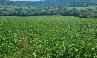 Imóvel 2509603 [''] - ['Lugar denominado Fazenda da Barra, Lebon Régis, SC'] [''] - ['Lebon Régis']/['SC'] - 1