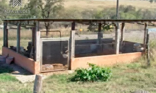 Imóvel 2687404 [''] - ['Fazenda São Domingos, Anaurilândia'] [''] - ['Anaurilândia']/['MS'] - 1