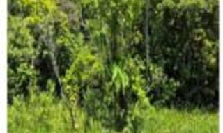 Imóvel 2832404 [''] - ['Rodovia Elísio Pereira Alves Filho (PR-508), no trajeto Paranaguá-Matinhos'] [''] - ['Matinhos']/['PR'] - 1