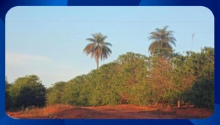 Imóvel 2635804 [''] - ['FAZENDA PEDRA VERMELHA'] [''] - ['Guapé']/['MG'] - 1