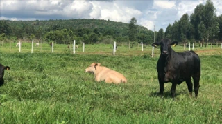 Imóvel 2487605 [''] - ['Av. Brigadeiro Eduardo Gomes - De 1061 A 1111 - Lado Impar - De 1061 A 1, SN Bela Vista'] ['Bela Vista'] - ['Vilhena']/['RO'] - 1