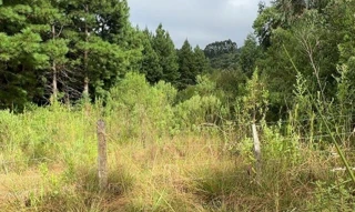 Imóvel 2686605 [''] - ['CAMPO DOS BUENOS, distrito de Pinheiros'] [''] - ['Canoinhas']/['SC'] - 1