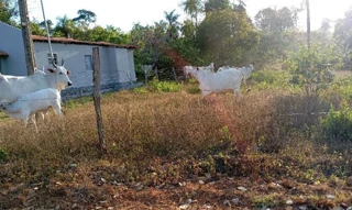 Imóvel 2374506 [''] - ['FAZENDA BOA NOVA DA DATA MUDUBIM, S/N, ZONA RURAL'] [''] - ['Formosa Da Serra Negra']/['MA'] - 1