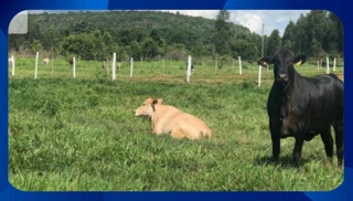 Imóvel 2635806 [''] - ['Fazenda Manabuiu, Lagoa Grande'] [''] - ['Lagoa Grande']/['MG'] - 1