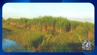 Imóvel 2641506 [''] - [', SN - Tocos'] [''] - ['Campos Dos Goytacazes']/['RJ'] - 1