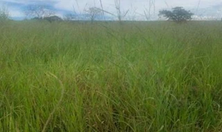 Imóvel 2873606 [''] - ['O imóvel situa-se na zona rural pertencente ao município de Vianópolis - Goiás'] [''] - ['Vianópolis']/['GO'] - 1