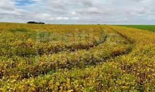 Imóvel 2748008 [''] - ['Ipameri - GO, Ipameri - GO'] ['Vila Santa Maria'] - ['Ipameri']/['GO'] - 1