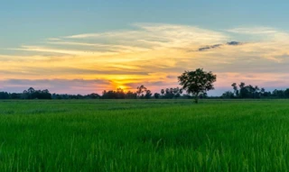 Imóvel 2670509 [''] - ['FAZENDA MATA BURROS'] [''] - ['Lagoa Formosa']/['MG'] - 1