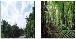 Imóvel 2464310 ['10007630'] - ['FAZENDA SÃO JOSÉ MARGEM DIREITA RIO ANAJÁS,N. S/N IGARAPÉ SAPARARÁ, FAZENDA SÃO JOSÉ - CEP: 68810-000, ANAJAS - PARA'] [''] - ['Anajás']/['PA'] - 1