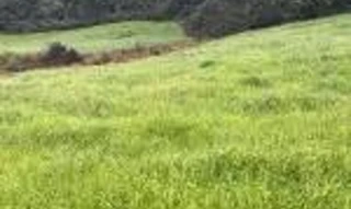 Imóvel 2325114 [''] - ['Localidade de Alto da Serra, Município de Lagoão'] [''] - ['Lagoão']/['RS'] - 1
