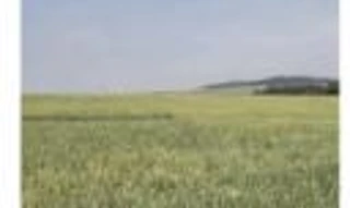 Imóvel 2776416 [''] - ['Lote 57-B, desmembrado da Fazenda São Domingos-parte-Roncador'] [''] - ['Roncador']/['PR'] - 1