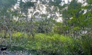 Imóvel 2628517 [''] - ['Abrão Bernardino Rocha, S/N, Lote N° 10 Condomínio Horizontal Familia Scaburri, Fazenda - Itajaí,, , Itajaí/SC'] ['Fazenda'] - ['Itajaí']/['SC'] - 1