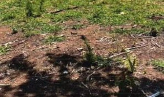 Imóvel 2466119 [''] - ['Fazenda Água Limpa, lugar denominado São Francisco, situado em PIRANHAS-GO'] [''] - ['Piranhas']/['GO'] - 1