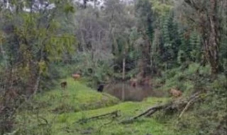 Imóvel 2646720 [''] - ['Situado na localidade de Água Branca, no município e comarca de Correia Pinto/SC'] [''] - ['Correia Pinto']/['SC'] - 1