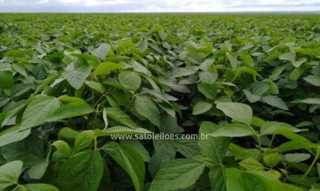 Imóvel 2606521 [''] - ['Fazenda Catalão I, encravada na Data Sonhém, Loreto/MA, CEP 65895-000'] [''] - ['Loreto']/['MA'] - 1