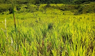 Imóvel 1808021 [''] - ['FAZENDA SALITRE'] [''] - ['Presidente Olegário']/['MG'] - 1