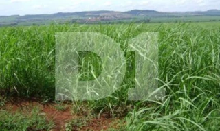 Imóvel 2532722 [''] - ['Área Rural, S/N, Área Rural de Pirassununga'] [''] - ['Pirassununga']/['SP'] - 1