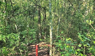 Imóvel 2540523 [''] - ['LOTE RURAL N° 80-B, LOCALIZADO NA GLEBA 45-AM, NÚCLEO AMPERE, COLÔNIA MISSÕES, LINHA VITÓRIA'] [''] - ['Realeza']/['PR'] - 1