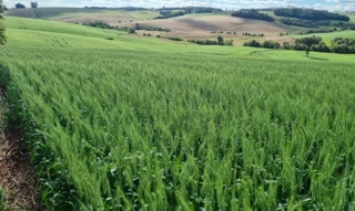 Imóvel 2521524 [''] - ['Lote rural n.º 11, da Linha Zero, 1ª Secção Cravo, neste 1º distrito'] [''] - ['Erechim']/['RS'] - 1