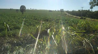 Imóvel 2626925 [''] - ["Gleba Pau D'Alho, Lote Rural nº 148-A"] [''] - ['Xambrê']/['PR'] - 1