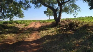 Imóvel 2626926 [''] - ["Gleba Pau D'Alho, Município e Comarca de Xambrê"] [''] - ['Xambrê']/['PR'] - 1