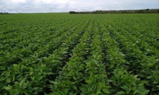 Imóvel 2685426 [''] - ['Fazenda Catalão I'] [''] - ['Loreto']/['MA'] - 1