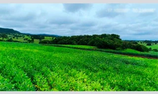 Imóvel 2462427 [''] - ['Nao informado Nao informado Terreno rural com area superficial de 20 alqueires'] [''] - ['Jandaia']/['GO'] - 1