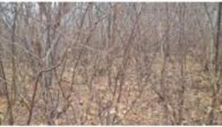 Imóvel 2539428 [''] - ['Fazenda Várzea Cumprida, Zona Rural'] [''] - ['Afrânio']/['PE'] - 1