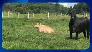 Imóvel 1740029 [''] - ['LOTES DE Nº02, 03, 04, 05, 15, 16, 17 DA QUADRA 26, INTEGRANTE DO LOTEAMENTO CATUMA DE CIMA'] [''] - ['Goiana']/['PE'] - 1