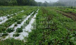 Imóvel 2656629 [''] - ['Estrada Geral três Irmãos, - Fortaleza Praia Grande - SC'] [''] - ['Fortaleza']/['CE'] - 1