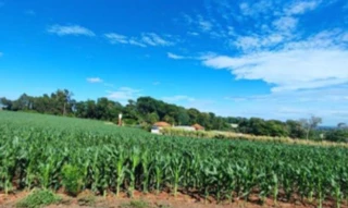 Imóvel 2385431 [''] - ['A área rural, objeto dessa avaliação tem via de acesso asfaltada e está localizada a 1,3 km da área urbana do distrito de Dez de Maio. O distrito tem comércio: posto de combustível, mercado, restaurante e loja de materiais de construção. Topografia: Área semi ondulada; Aptidões e distribuição: com área de plantio de aproximadamente 40 mil m2; Área com açudes: aproximadamente 30 mil m2; Benfeitorias: granjas, casa e barracões somam aproximadamente: 5.500 m2'] ['Dez de Maio