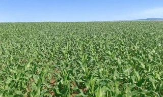 Imóvel 2605632 [''] - ['Rincão bela Vista, interior de Giruá/RS/'] [''] - ['Giruá']/['RS'] - 1