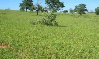 Imóvel 2510735 [''] - ['FAZENDA PRATA DOS NETOS'] [''] - ['Presidente Olegário']/['MG'] - 1