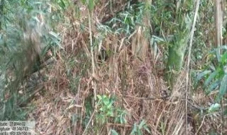 Imóvel 2526736 [''] - ['Estrada Geral, S/N, Bairro Zona Rural'] [''] - ['Apiúna']/['SC'] - 1