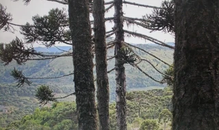 Imóvel 2619737 [''] - [''] [''] - ['São Joaquim']/['SC'] - 1