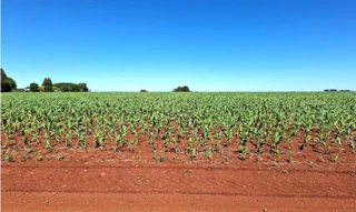 Imóvel 2743041 [''] - ['DISTRITO DE COIMBRA, NO MUNICÍPIO E CRI DE SÃO MIGUEL DAS MISSÕES'] [''] - ['São Miguel Das Missões']/['RS'] - 1