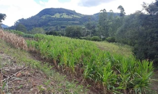 Imóvel 2758746 [''] - ['Lote Rural n.º 82, da Secção Parobé, Município de Itatiba do Sul'] [''] - ['Itatiba Do Sul']/['RS'] - 1