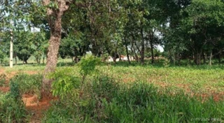 Imóvel 2703550 [''] - ['FAZENDA MATA BURROS'] [''] - ['Patos De Minas']/['MG'] - 1