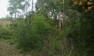 Imóvel 2547451 [''] - ['Área de Terras, situada em RUA NOVA, Pesqueiro, distrito de Montenegro, zona rural, Estado do Rio Grande do Sul'] ['Centenário'] - ['Montenegro']/['RS'] - 1