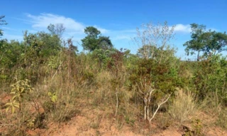 Imóvel 2749452 [''] - ['Fazenda Macacos, S/N, Área Rural de Luislândia, Luislândia, MG, 39336-000, , Luislândia/MG'] [''] - ['Luislândia']/['MG'] - 1