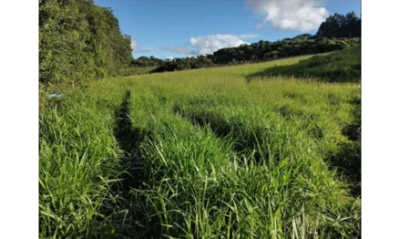 Imóvel 2532952 - Localidade de Flor Azul, Fazenda Cachoeirinha, Anita Garibaldi – SC