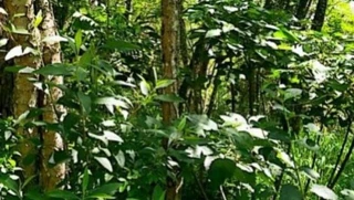 Imóvel 2736557 [''] - ['Rua dos Manacás, Lote 04, Condomínio Nova Suíça - Bairro dos Lopes, Valinhos, SP'] ['Jardim Novo Mundo'] - ['Valinhos']/['SP'] - 1