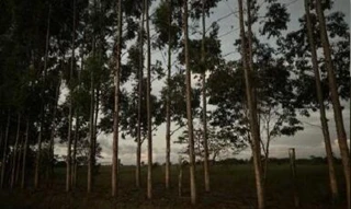Imóvel 2888857 [''] - ['situado na zona do Pasto D’Ana, margem direita do Rio Pardo., Zona do Pasto D’Ana - Ribeirão do Largo/BA'] [''] - ['Ribeirão Do Largo']/['BA'] - 1