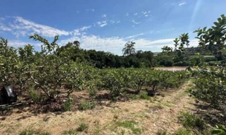 Imóvel 2676258 [''] - ['Estrada Dr. José Bonifácio Coutinho Nogueira, Bairro Reforma Agrária'] [''] - ['Campinas']/['SP'] - 1