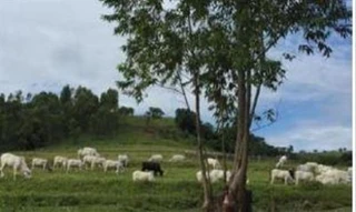 Imóvel 2736160 [''] - ['LOTE DE TERRAS "G", fração destacada de maior porção do imóvel "Tricolor" da Gleba nº8, da Colônia Goio-Bang'] [''] - ['Mamborê']/['PR'] - 1